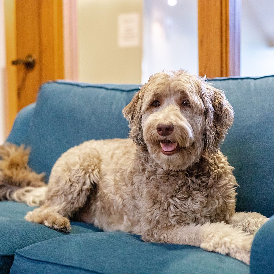 mac the dog on the couch