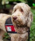 Photo of Mac the therapy dog